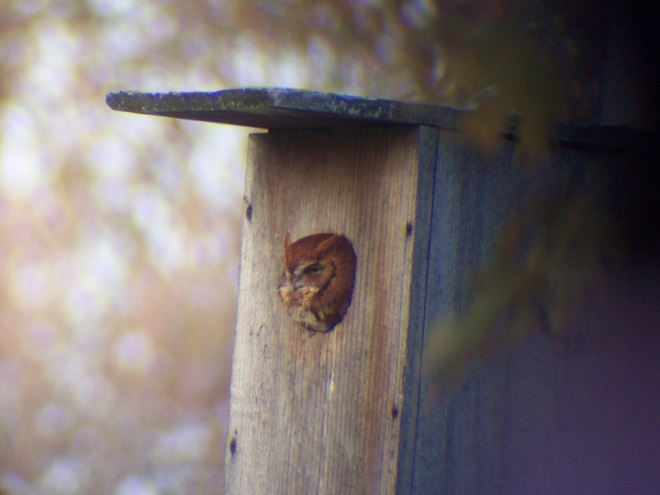 Birds of Conewago Falls in the Lower Susquehanna River Watershed: Eastern Screech Owl