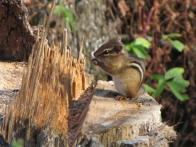 Eastern Chipmunk Eastern Chipmunk
