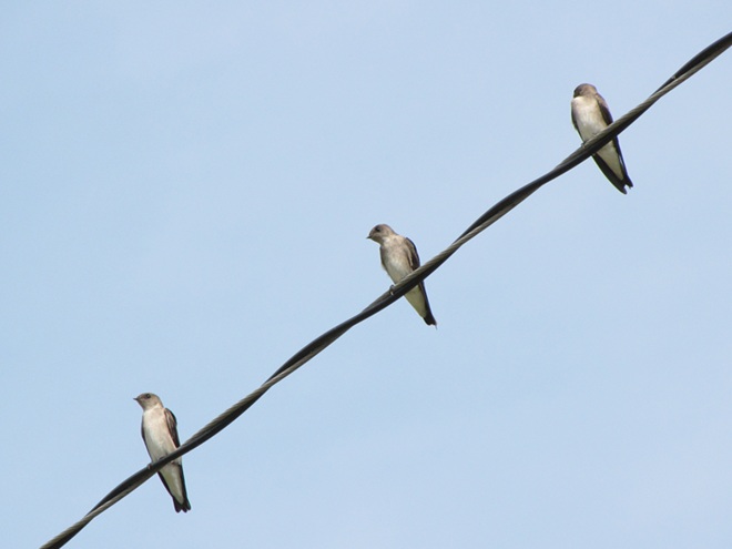 Northern Rough-winged Swallows Northern Rough-winged Swallows
