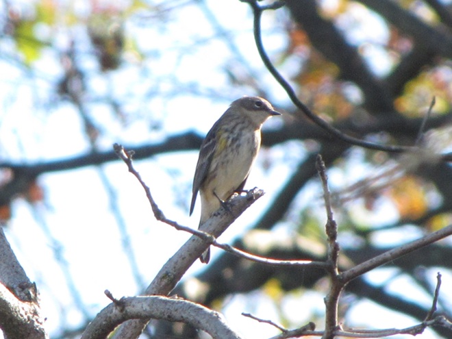 Yellow-rumped Warbler Yellow-rumped Warbler