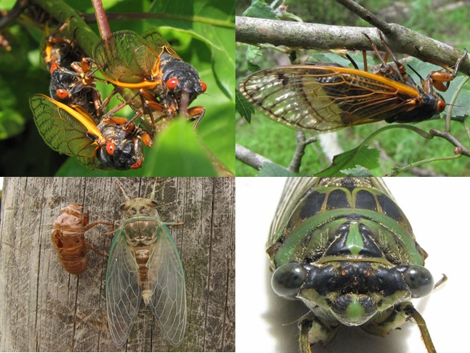 Cicadas
