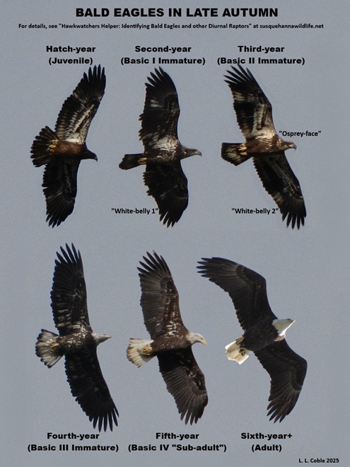 Bald Eagle age classes in late autumn in the Lower Susquehanna River Watershed.