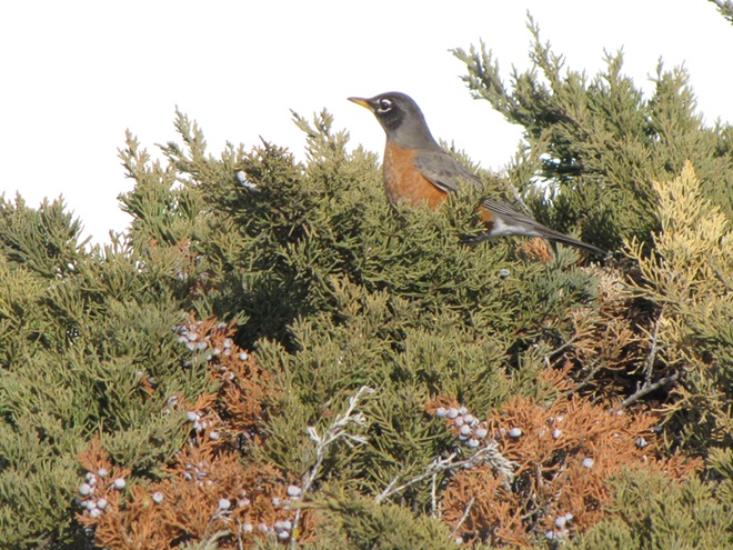 American Robin on Juniper American Robin on Juniper
