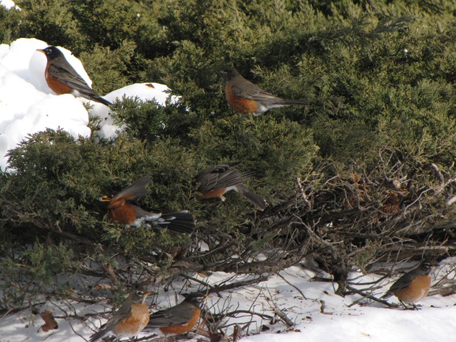 American Robins Eating Juniper American Robins Eating Juniper