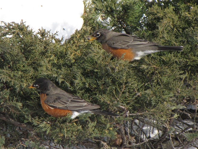 American Robins Feeding on Juniper "Berries" American Robins Feeding on Juniper "Berries"