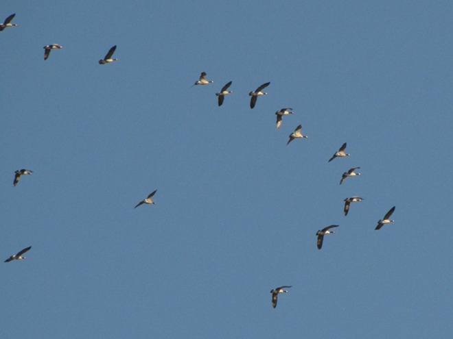 Migrating Canada Geese Migrating Canada Geese