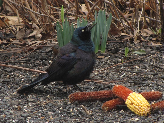 Displaying Common Grackle Displaying Common Grackle
