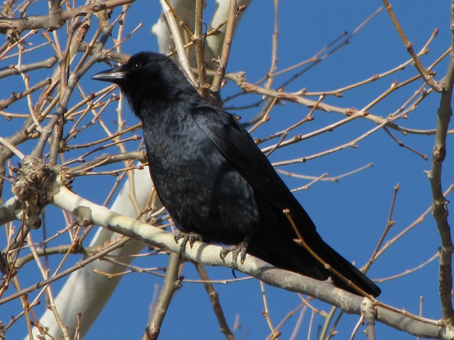 Fish Crow Fish Crow