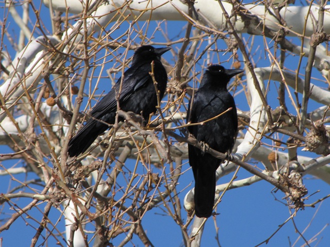 Fish Crows Fish Crows