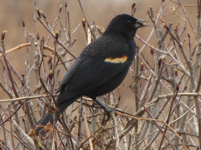 Red-winged Blackbird Red-winged Blackbird