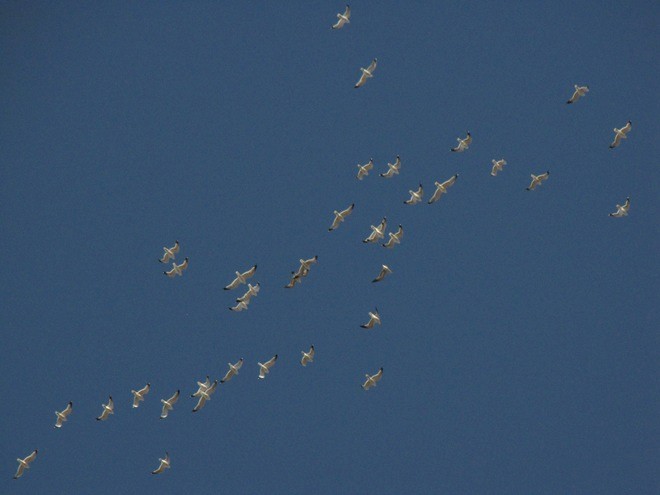 Migrating Ring-billed Gulls Migrating Ring-billed Gulls