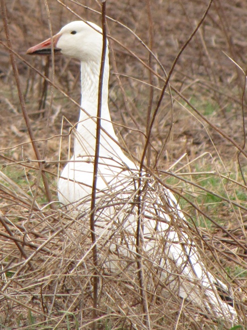 Snow Goose Snow Goose