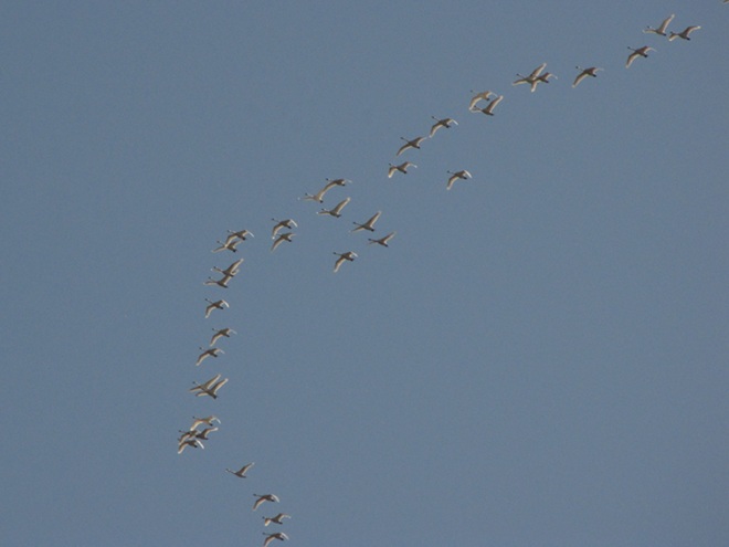 Migrating Tundra Swans Migrating Tundra Swans