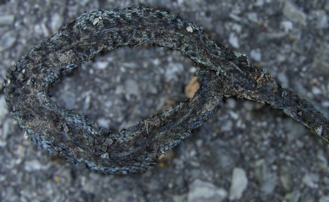 Road Kill Axanthic Eastern Garter Snake
