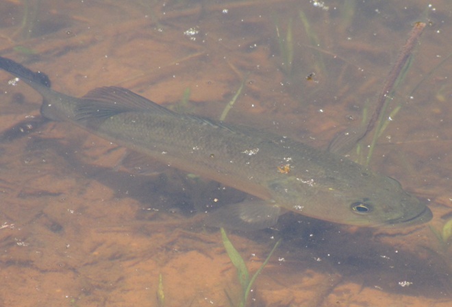 Largemouth Bass Largemouth Bass