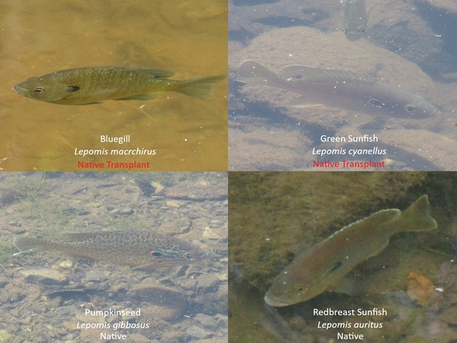 Lepomis Sunfishes of the Lower Susquehanna Lepomis Sunfishes of the Lower Susquehanna