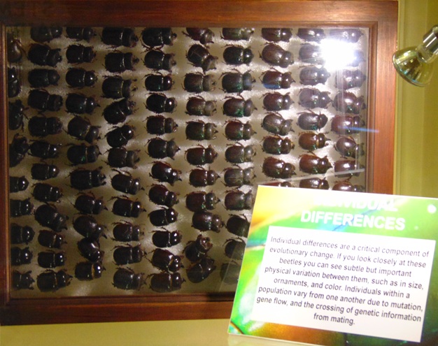 Beetle Display at North Museum Beetle Display at North Museum