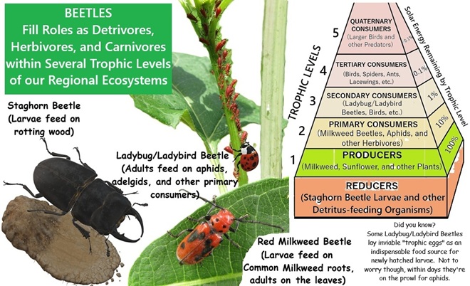 Beetles and Trophic Levels Beetles and Trophic Levels