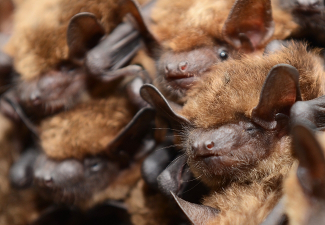 Big Brown Bats Big Brown Bats