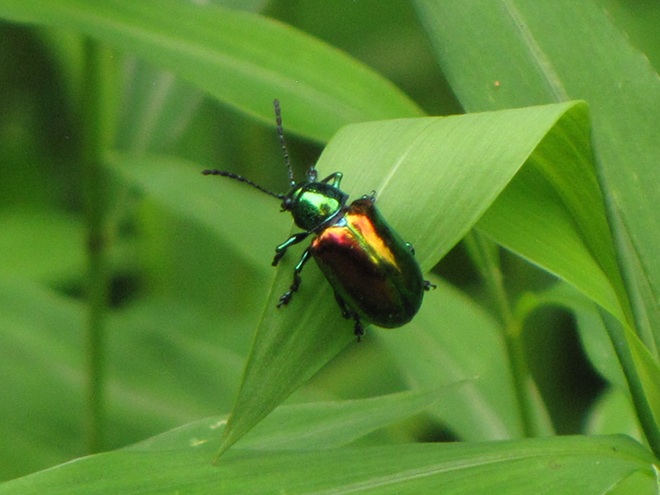 Dogbane Beetle Dogbane Beetle