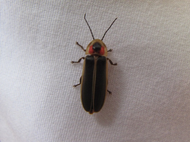 Photinus Firefly Photinus Firefly