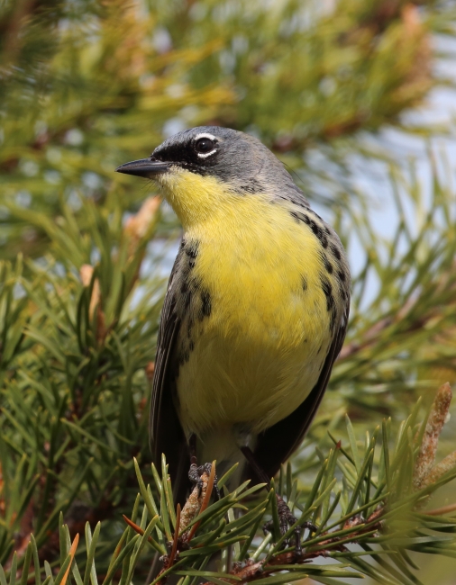 Kirtland's Warbler in Jack Pine
