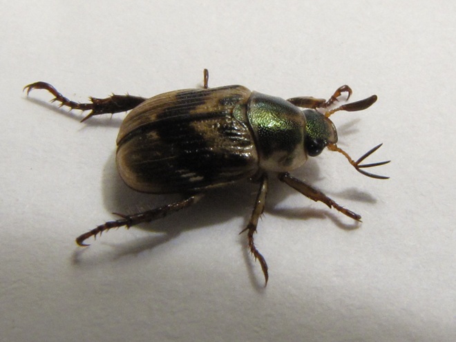 May Beetle or Junebug May Beetle or Junebug