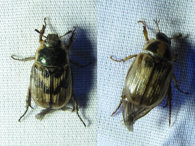May Beetles or Junebugs May Beetles or Junebugs