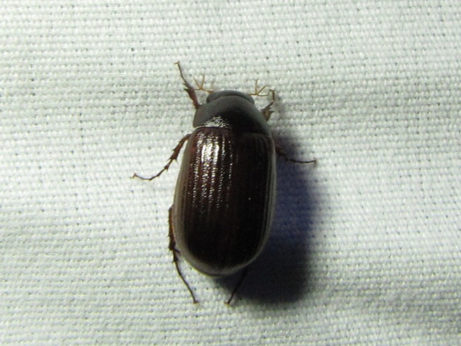 May Beetle or Junebug May Beetle or Junebug
