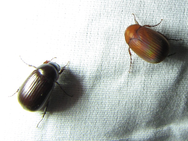 May Beetles or Junebugs May Beetles or Junebugs