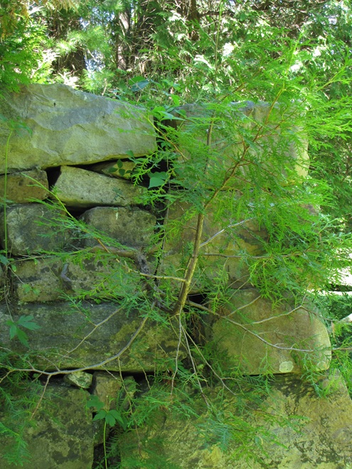 Naturalized Northern White Cedar Growing in Rock Naturalized Northern White Cedar Growing in Rock