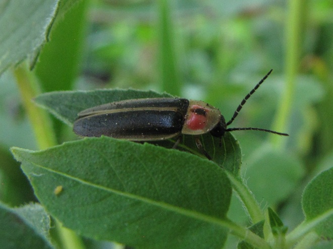 Common Eastern Firefly Common Eastern Firefly