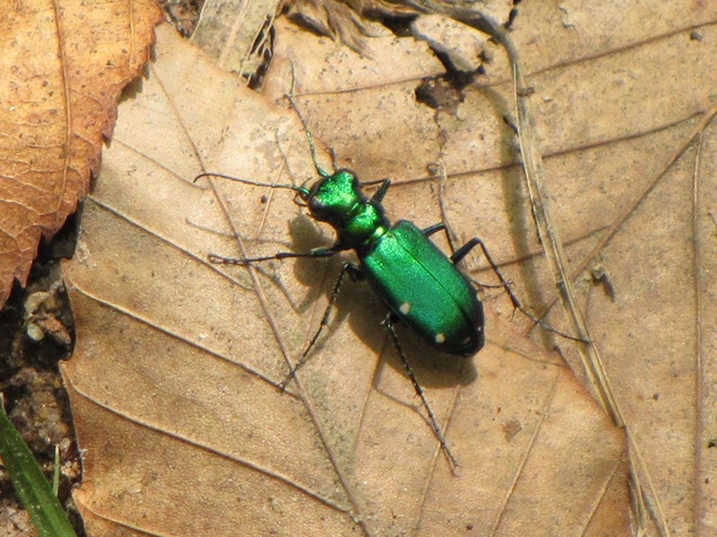 Six-spotted Tiger Beetle Six-spotted Tiger Beetle
