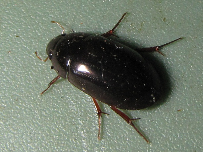 Giant Water Scavenger Beetle Giant Water Scavenger Beetle
