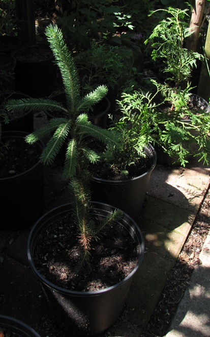 White Spruce and Northern White Cedar White Spruce and Northern White Cedar
