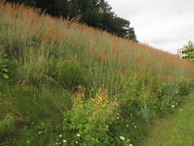 Native Wildflower and Warm-season Grass Meadow Native Wildflower and Warm-season Grass Meadow