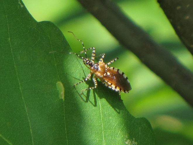 Ringed Assassin Bug Ringed or Sycamore Assassin Bug