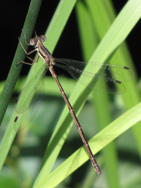 Female Southern Spreadwing Female Southern Spreadwing