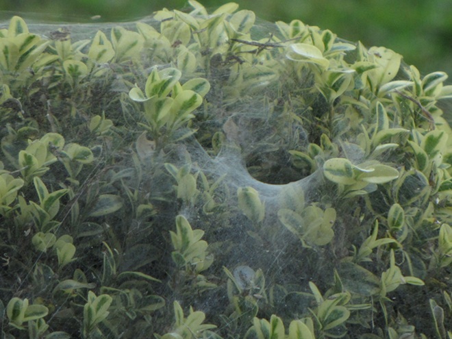 American Grass Spider Web and Funnel American Grass Spider Web and Funnel
