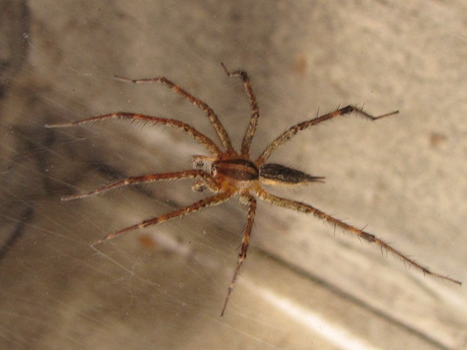 American Grass Spider American Grass Spider