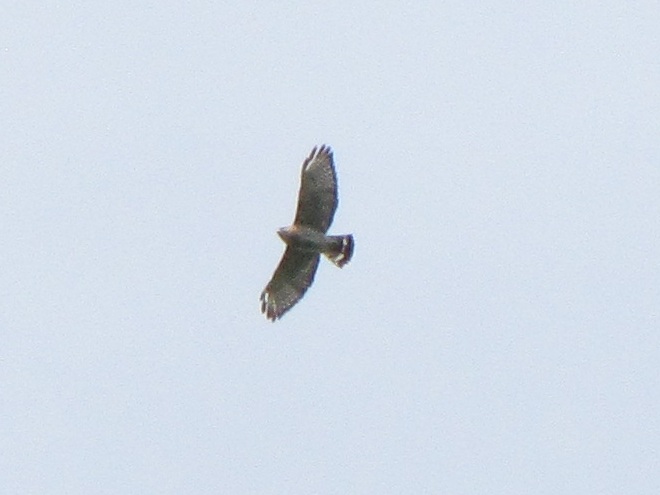 Broad-winged Hawk Broad-winged Hawk