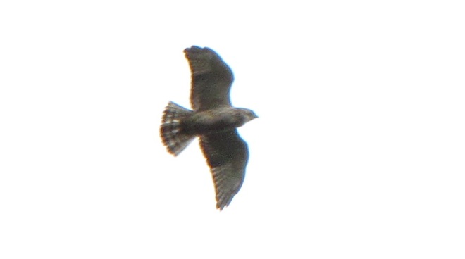 Broad-winged Hawk Broad-winged Hawk