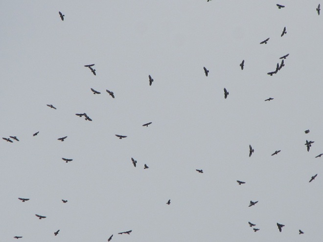 Broad-winged Hawks on Thermal Updraft Broad-winged Hawks on Thermal Updraft