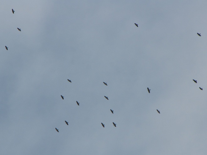 Broad-winged Hawks Gliding Broad-winged Hawks Gliding