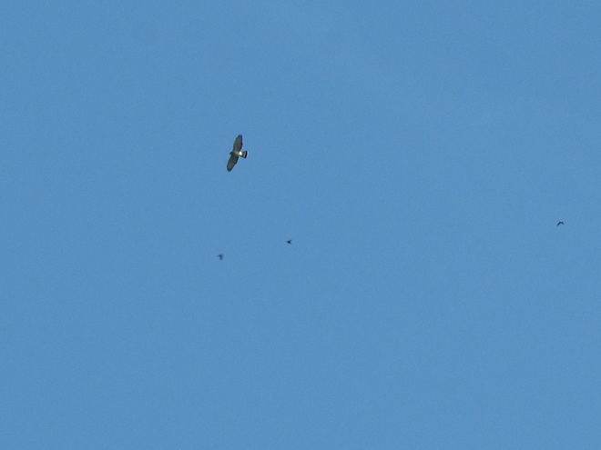 Broad-winged Hawk Broad-winged Hawk