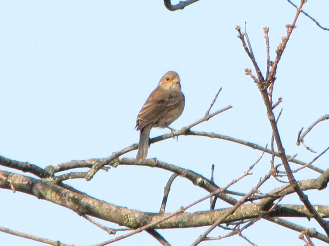 Indigo Bunting Indigo Bunting