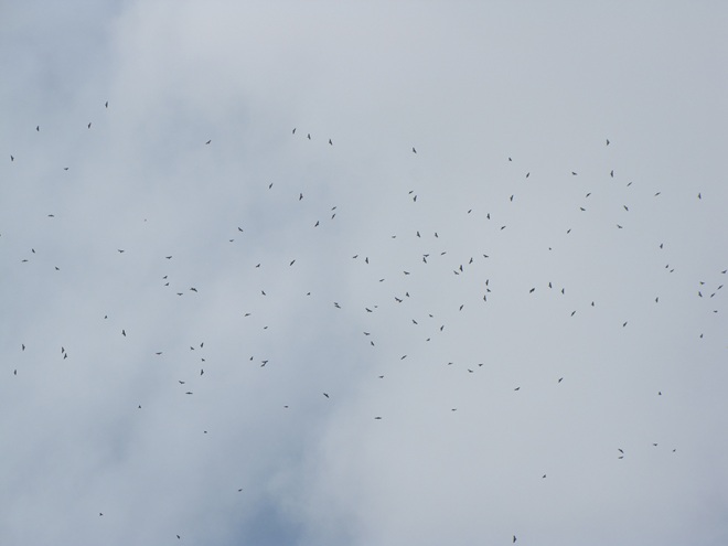 "Kettle" of Broad-winged Hawks "Kettle" of Broad-winged Hawks