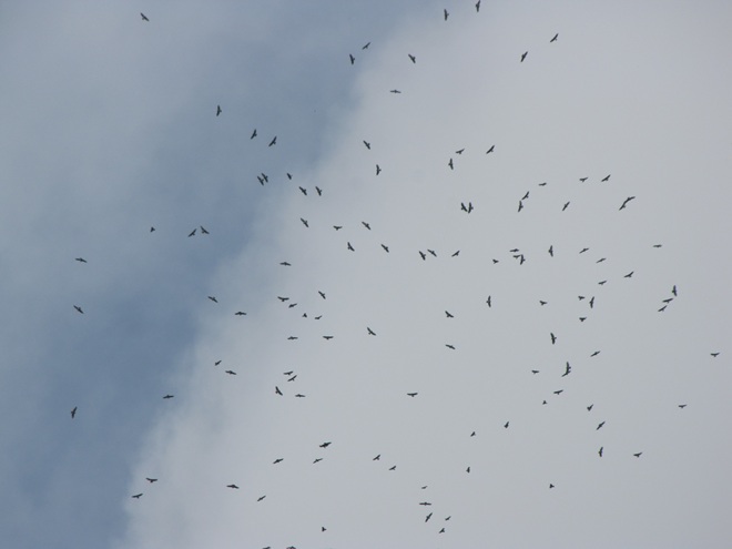 A "Kettle" of Migrating Broad-winged Hawks A "kettle" of migrating Broad-winged Hawks