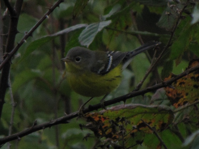 Magnolia Warbler Magnolia Warbler