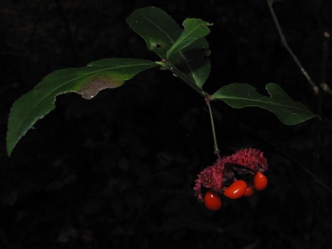 American Strawberry Bush American Strawberry Bush